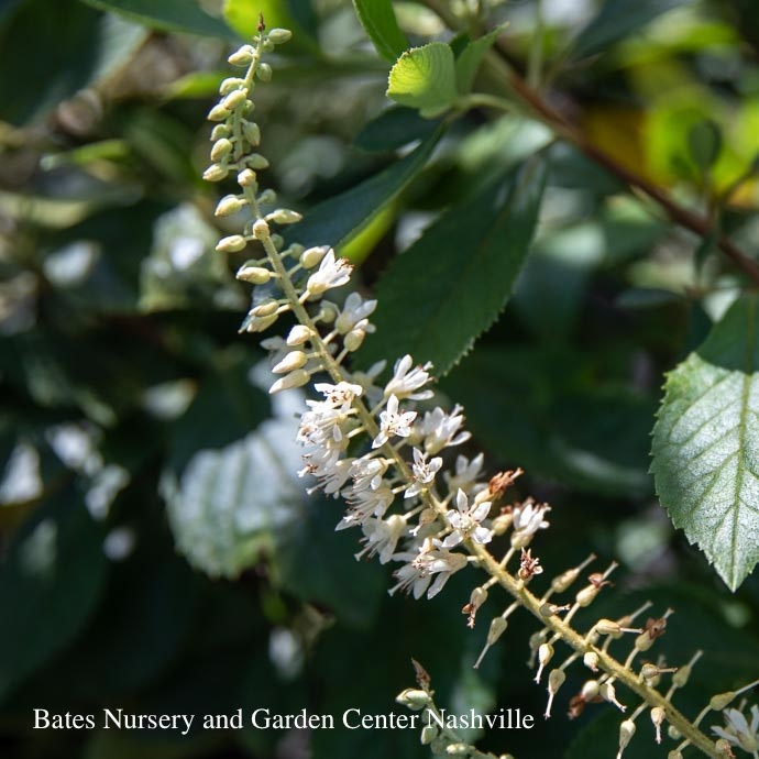#3 Clethra alnifolia Einstein/ Summersweet Native (TN)
