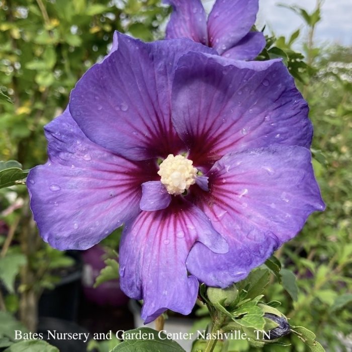 #2 Hibiscus syr 'Chateau de Versailles'/ Violet-Blue Rose of Sharon/ Althea