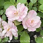 #2 Rosa Flower Carpet 'Appleblossom'/ Groundcover Rose - No Warranty