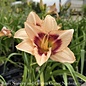 #1 Hemerocallis 'Blueberry Candy'/Daylily Repeat Ivory with Purple Eye