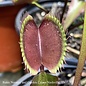 QP Carnivorous Dionaea Akai Ryu/Red Venus Fly Trap