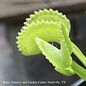 3p! Venus Fly Trap Carnivorous  /Tropical