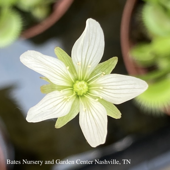 3p Venus Fly Trap /Tropical - Bates Nursery & Garden Center