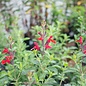 #1 Salvia greggii Radio Red/Autumn Sage - No Warranty