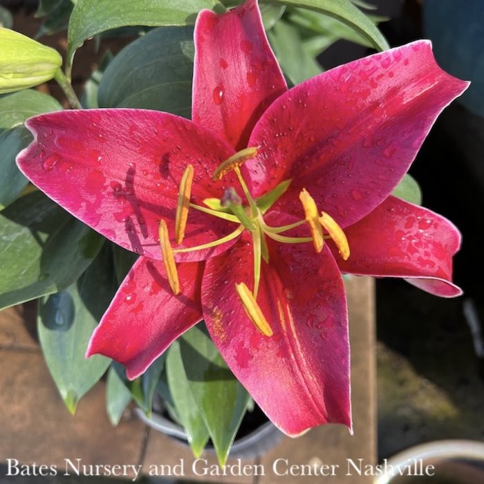 #1 Lilium ori Sunny Keys/ Pink Oriental Lily