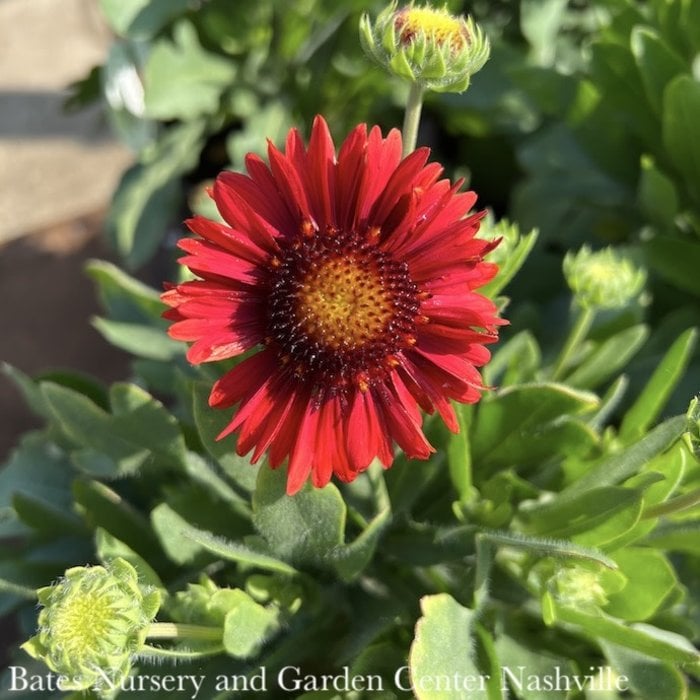 #1 Gaillardia aristata SpinTop Red/ Blanket Flower