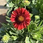 #1 Gaillardia aristata SpinTop Red/ Blanket Flower