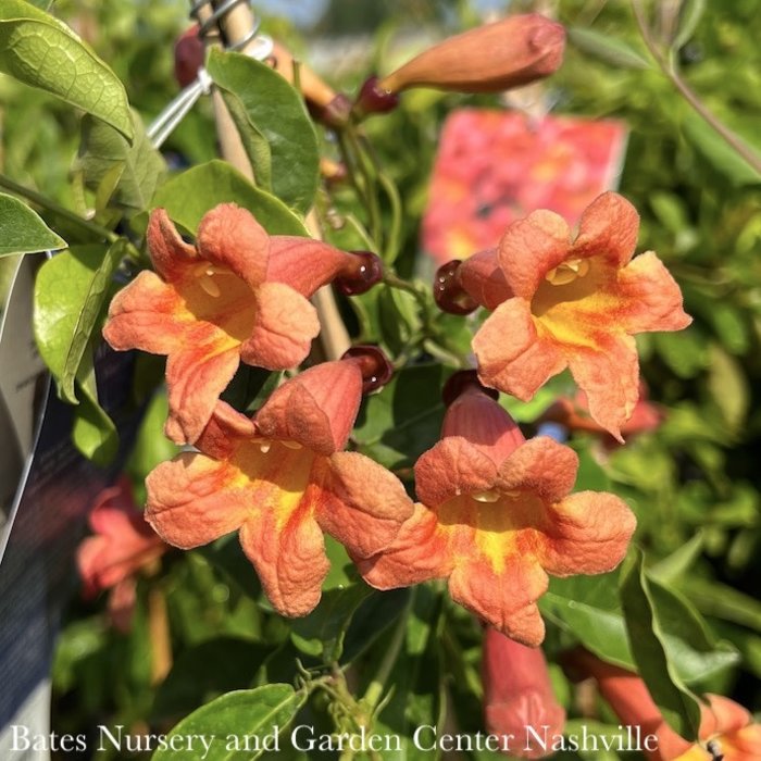 #1 Bignonia Tangerine Beauty/Crossvine