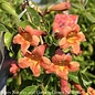 #1 Bignonia capreo Tangerine Beauty/ Crossvine Native (TN)