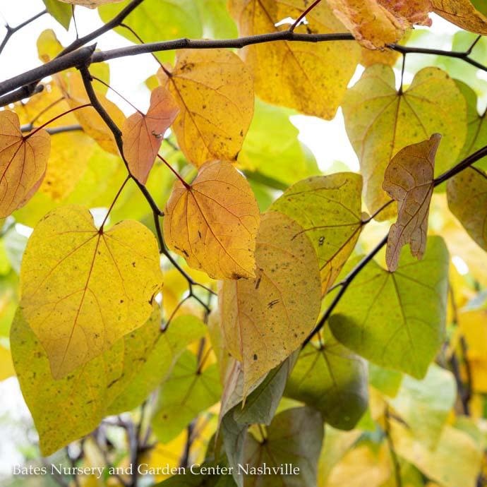 #15 Cercis can Forest Pansy/ Purple Foliage Redbud Native (TN)