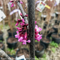 #15 Cercis can Forest Pansy/Purple Foliage Redbud Native (TN)