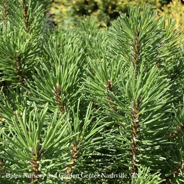 #5 Pinus mugo Pumilio/ Dwarf Pine