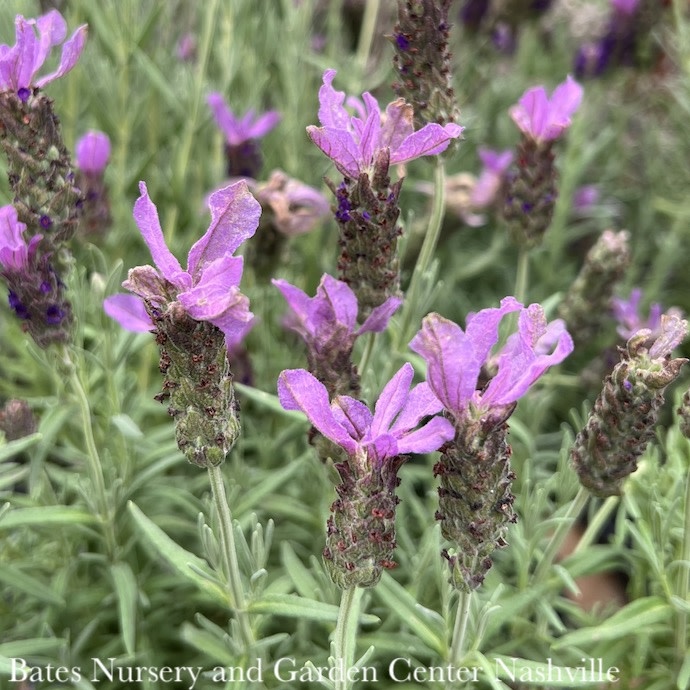 #1 Lavandula Javelin 'Forte Deep Purple'/ Lavender - No Warranty