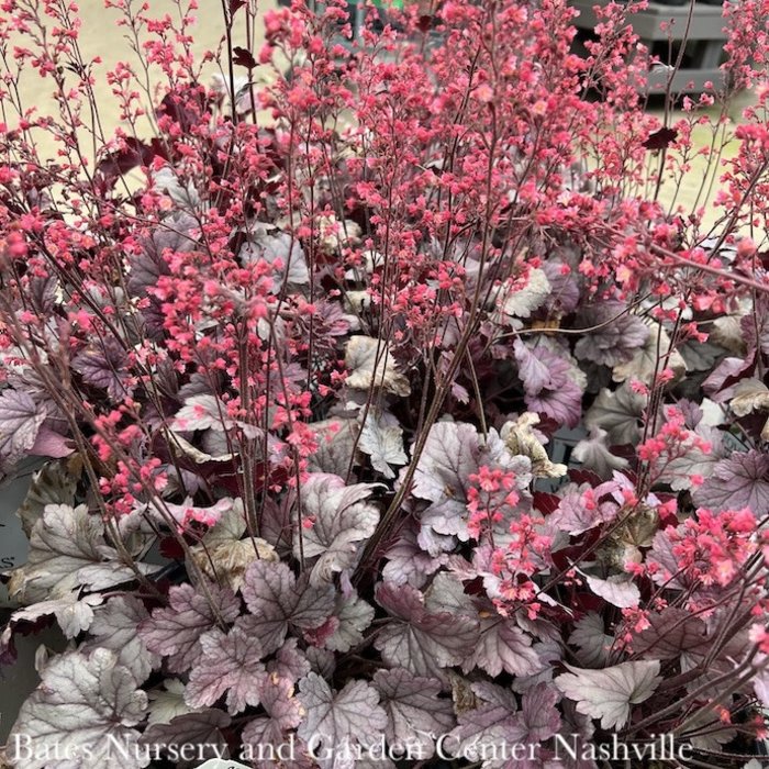 #1 Heuchera x PW Dolce 'Silver Gumdrop'/ Coral Bells