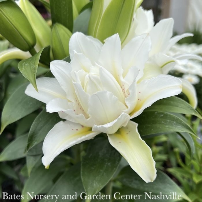 #1 Lilium Roselily Sita/ White Oriental Lily