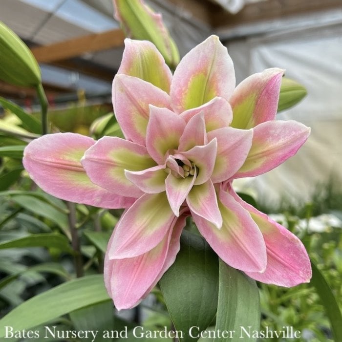 #1 Lilium Roselily Sarah/ Double Pink Oriental Lily