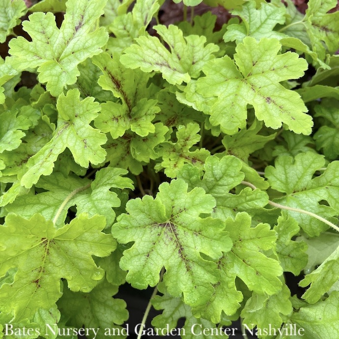 #1 Heucherella Sirens Song Spicy Lime/Foamy Bells