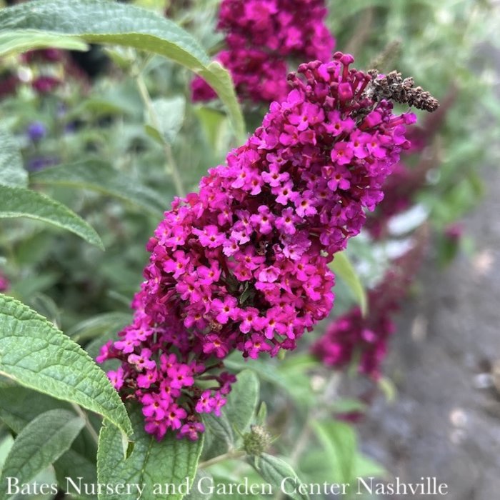 #2 Buddleia x PW Miss Molly/ Magenta Butterfly Bush