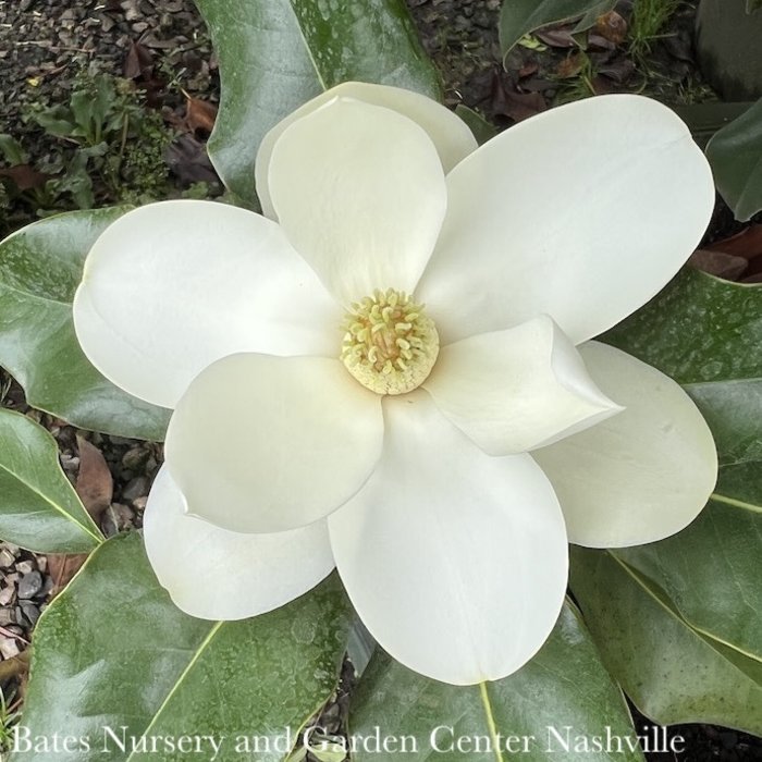 #15 Magnolia grand Bracken's Brown Beauty/ Southern Native (TN)