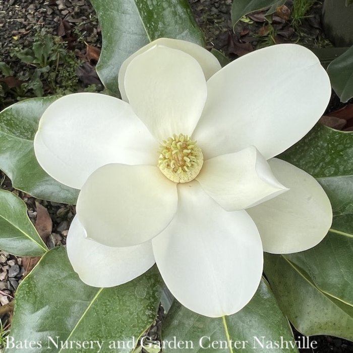 #7 Magnolia grand Bracken's Brown Beauty/Southern Magnolia