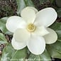#10 Magnolia grand Bracken's Brown Beauty/ Southern Native (TN)