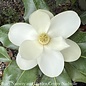 #30 Magnolia grand Bracken's Brown Beauty/ Southern Native (TN)