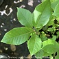 #3 Prunus virginiana/Chokecherry Native