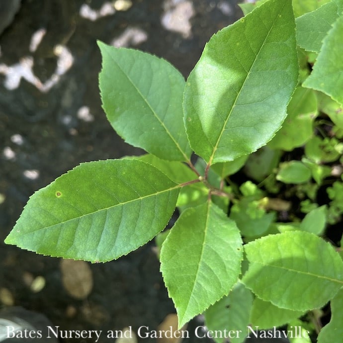 chokecherry