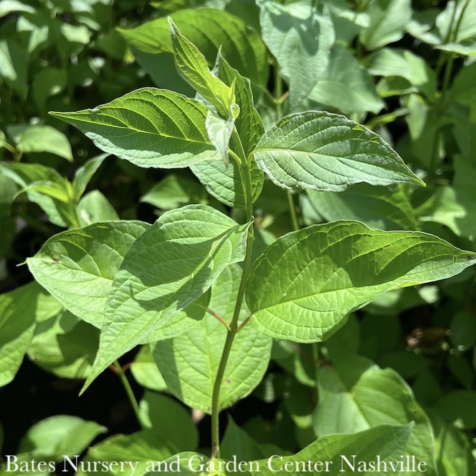 #1 Cornus alba Sibirica/ Tatarian Red Twig Dogwood