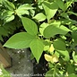 #3 Cornus sericea Buds Yellow/Yellow Twig Dogwood