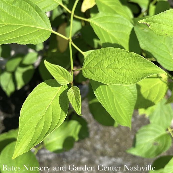 #5 Cornus sericea Flaviramea/Yellow Twig Dogwood