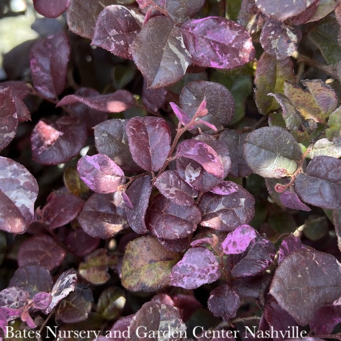 #3 Loropetalum chin PW Jazz Hands Variegated/ Fringeflower - No Warranty