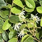 #3 Loropetalum chin Emerald Snow/ white Fringeflower - No Warranty