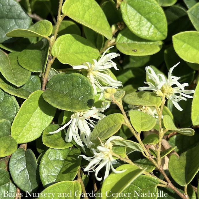 #3 Loropetalum chin Emerald Snow/ white Fringeflower - No Warranty