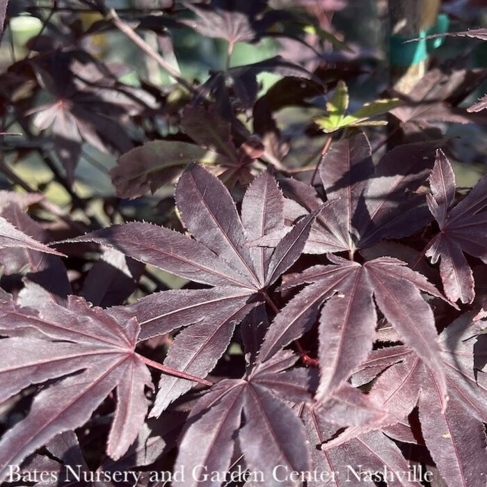 #10 Acer pal Wolff Emperor I/ Red Upright Japanese Maple