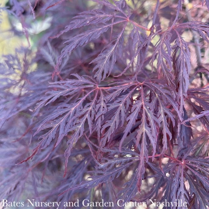 #5 STK Acer pal var diss Tamukeyama/ Red Weeping Japanese Maple