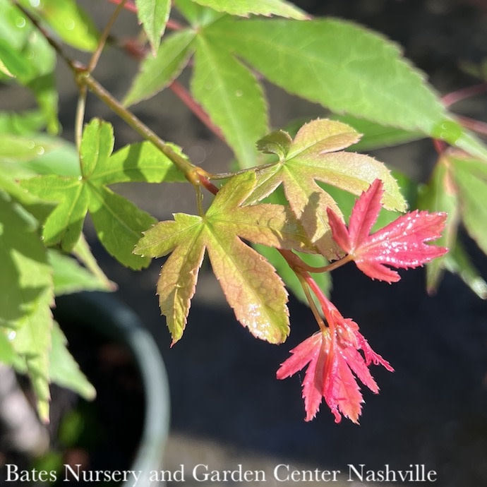 #5 Acer pal Osakazuki/ Green Upright Japanese Maple