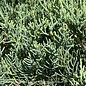 #5 Juniperus chin PW Montana Moss/ Spreading Chinese  Juniper