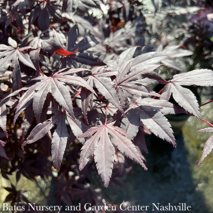 Acer palmatum 'Bloodgood' Red Japanese Maple Tree