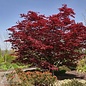 #6 Acer pal Bloodgood/ Red Upright Japanese Maple