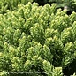 #3 Cryptomeria japonica SL Dragon Prince/ Compact Globe Japanese False Cedar