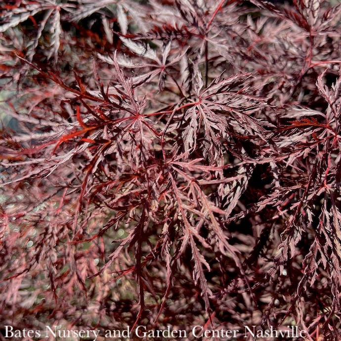 #10 STK Acer pal var diss Red Dragon/ Dwarf Red Weeping Japanese Maple