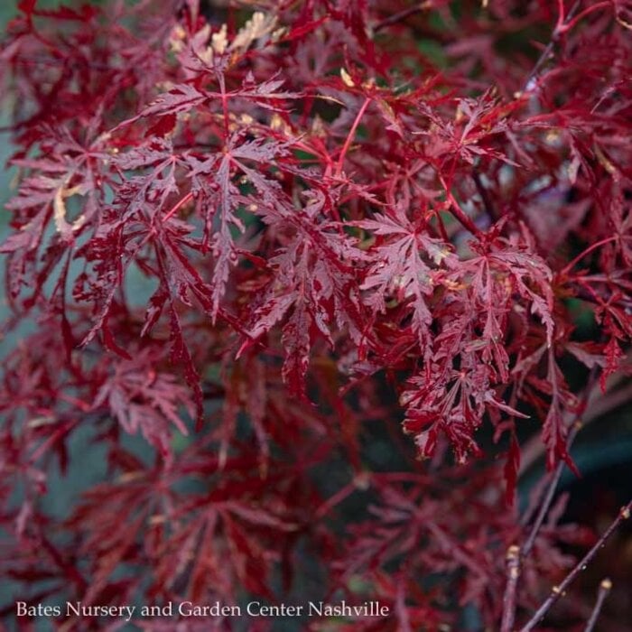 #3  Acer pal var diss Red Dragon/ Dwarf Red Weeping Japanese Maple