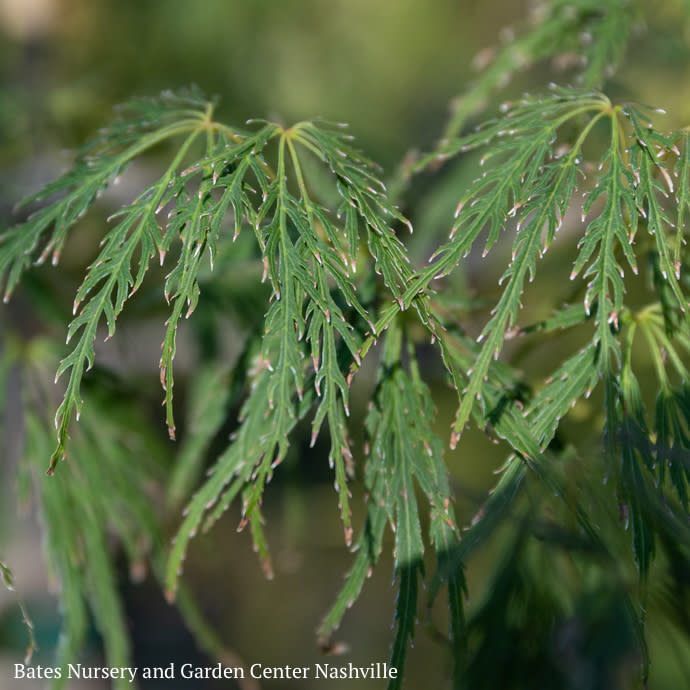 #15 BOX Acer pal var diss Viridis/ Green Weeping Japanese Maple