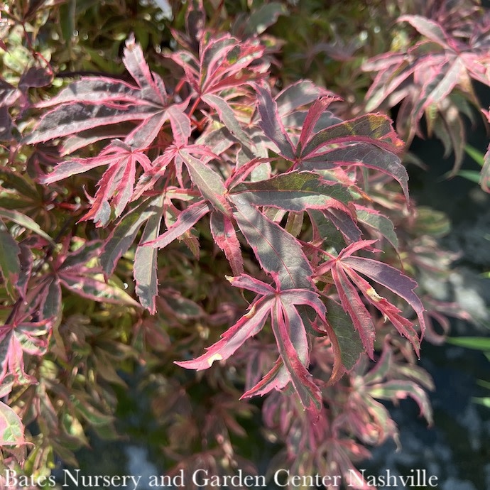 #5 Acer pal Shirazz Gwen's Rose Delight/Japanese Maple Variegated