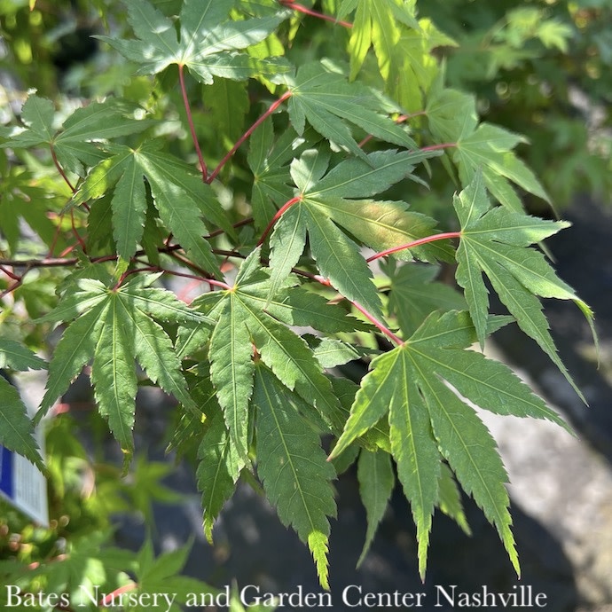 #5 Acer palmatum/Clump Japanese Maple