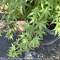 #5 STK Acer pal Ryusen/ Weeping Green Japanese Maple