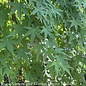 #5 STK Acer pal Ryusen/ Weeping Green Japanese Maple