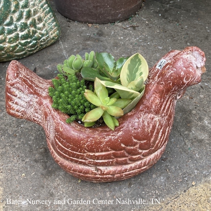 Mini Rustic Combo Animal/Figure Assortment w/ Succulents