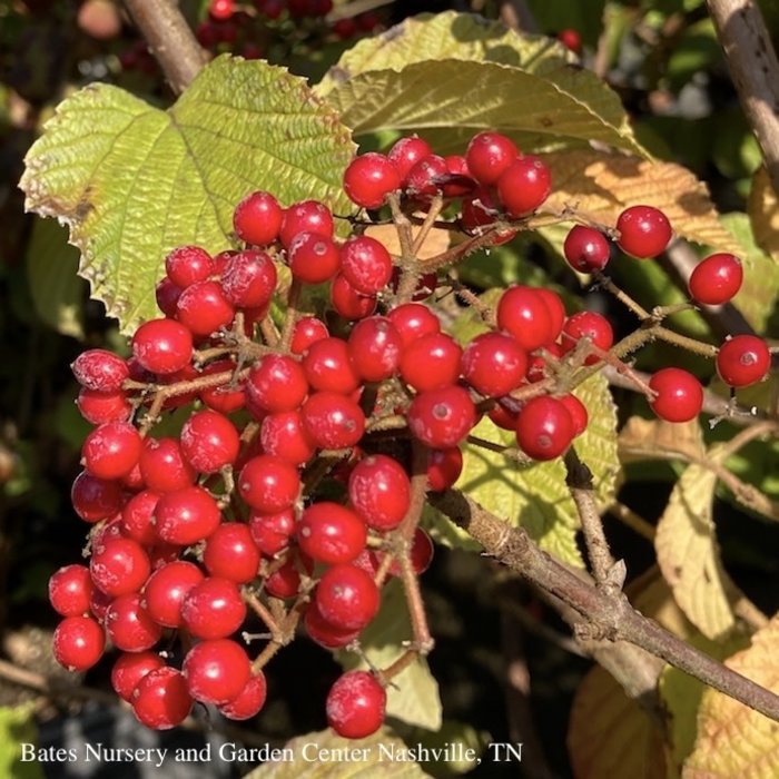 #5 Viburnum dilatatum Cardinal Candy/ Linden